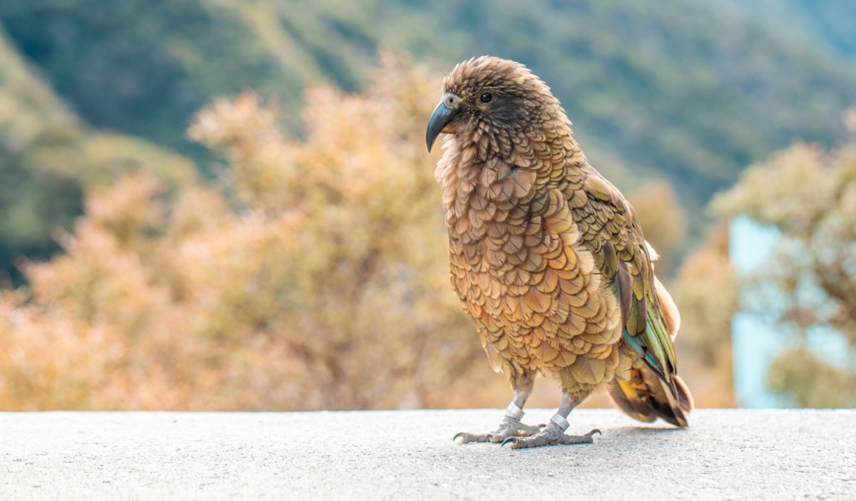 Stracił połowę dzioba, ale i tak został samcem alfa. Niezwykła historia Bruce'a