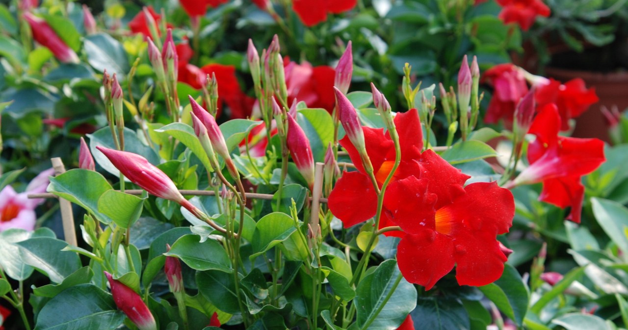 Przyciąga wzrok i długo kwitnie. Ten balkonowy hit wypiera pelargonie