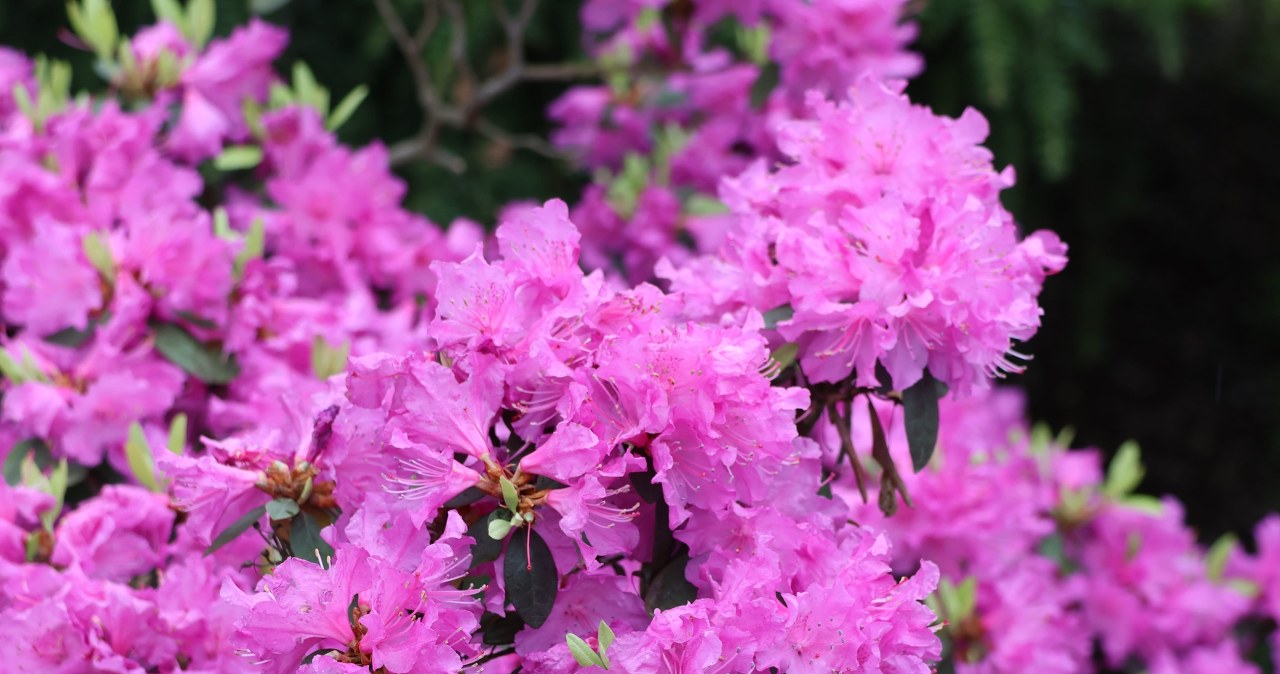 Nim przyjdzie maj, zrób to z rododendronem. gwałtownie sobie podziękujesz