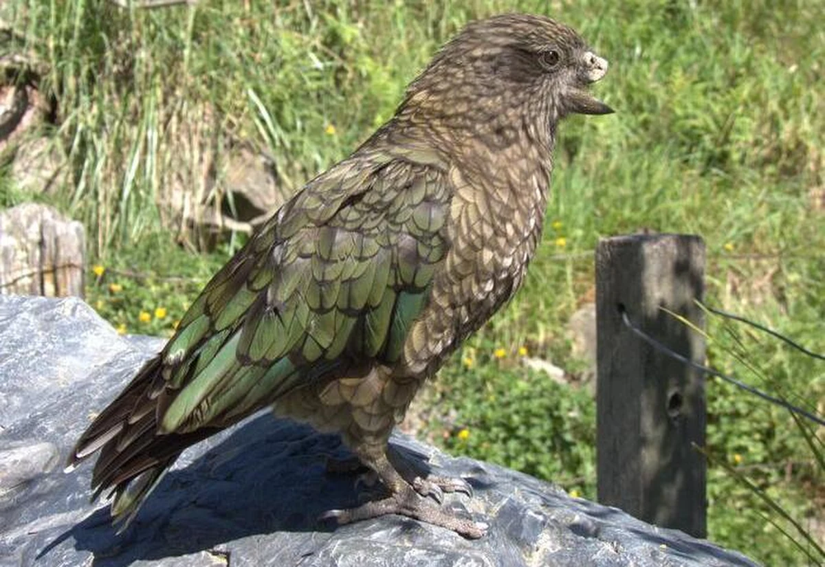 Niepełnosprawność nie musi być przeszkodą w osiąganiu sukcesów - udowodnił to Bruce, samiec papugi kea z nowozelandzkiego rezerwatu Willowbank. Dzięki własnej, nowatorskiej metodzie walki, mimo utraty części dzioba, zdobył najwyższą pozycję w swojej grupie.