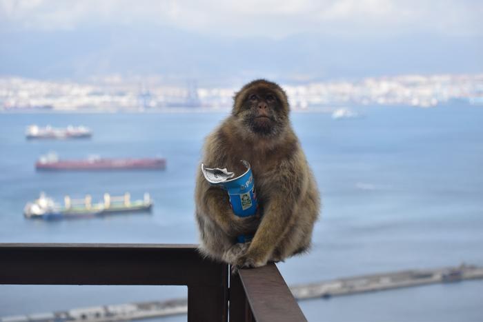 /Fot. Martin Nicourt/Gibraltar Macaques Project /Materiały prasowe