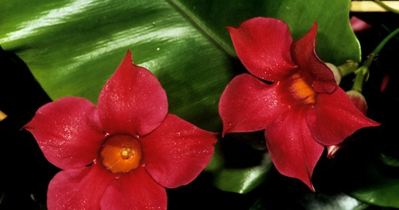 Sprawdzi się na słonecznym balkonie. Kwitnie wiele miesięcy