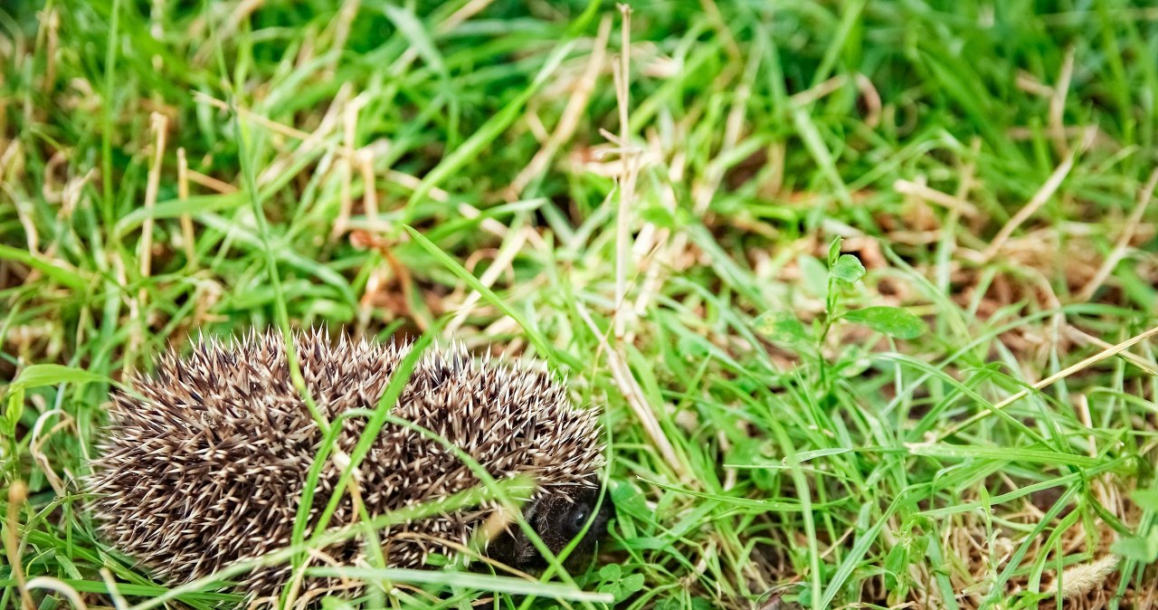Jeż w ogrodzie to prawdziwy skarb. Wiemy jak go zwabić