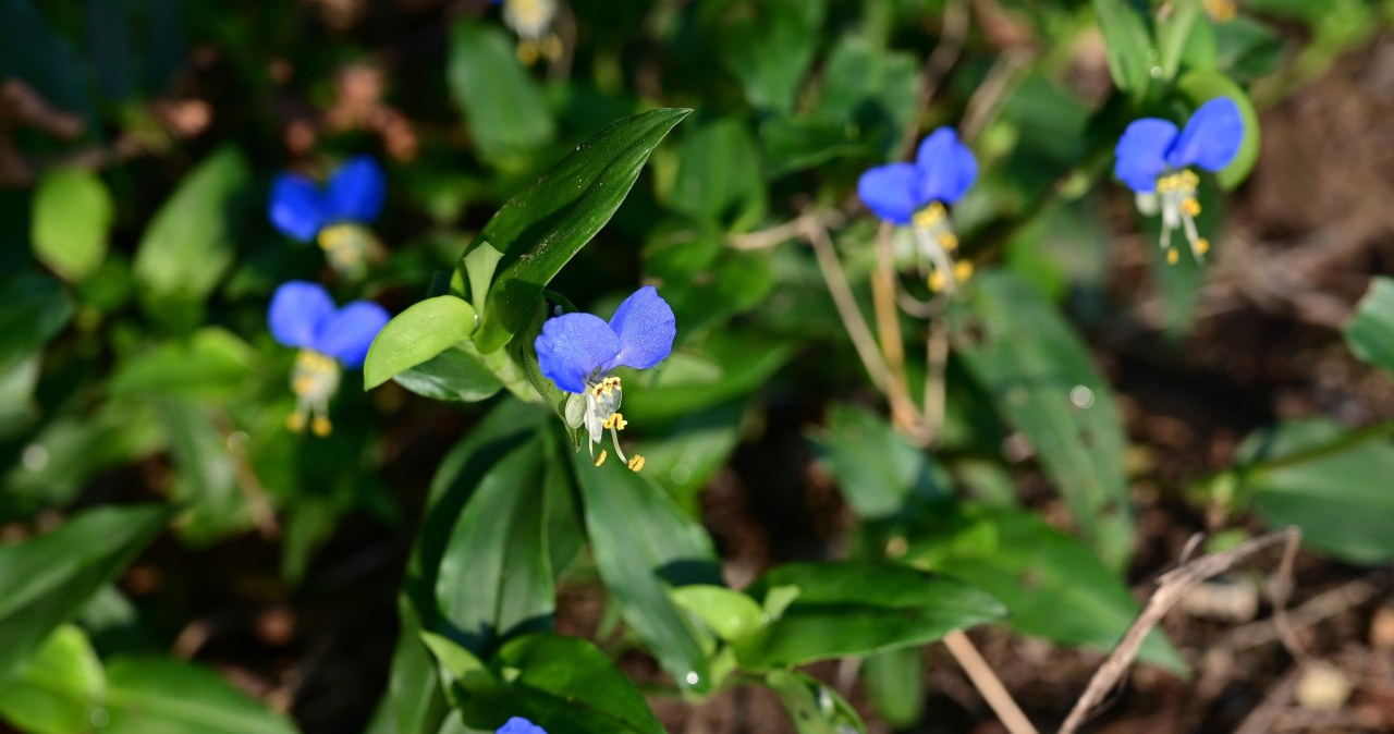 Wyglądają jak miniaturowe irysy. Niebieskie kwiaty komeliny pospolitej mają zaskakującą cechę