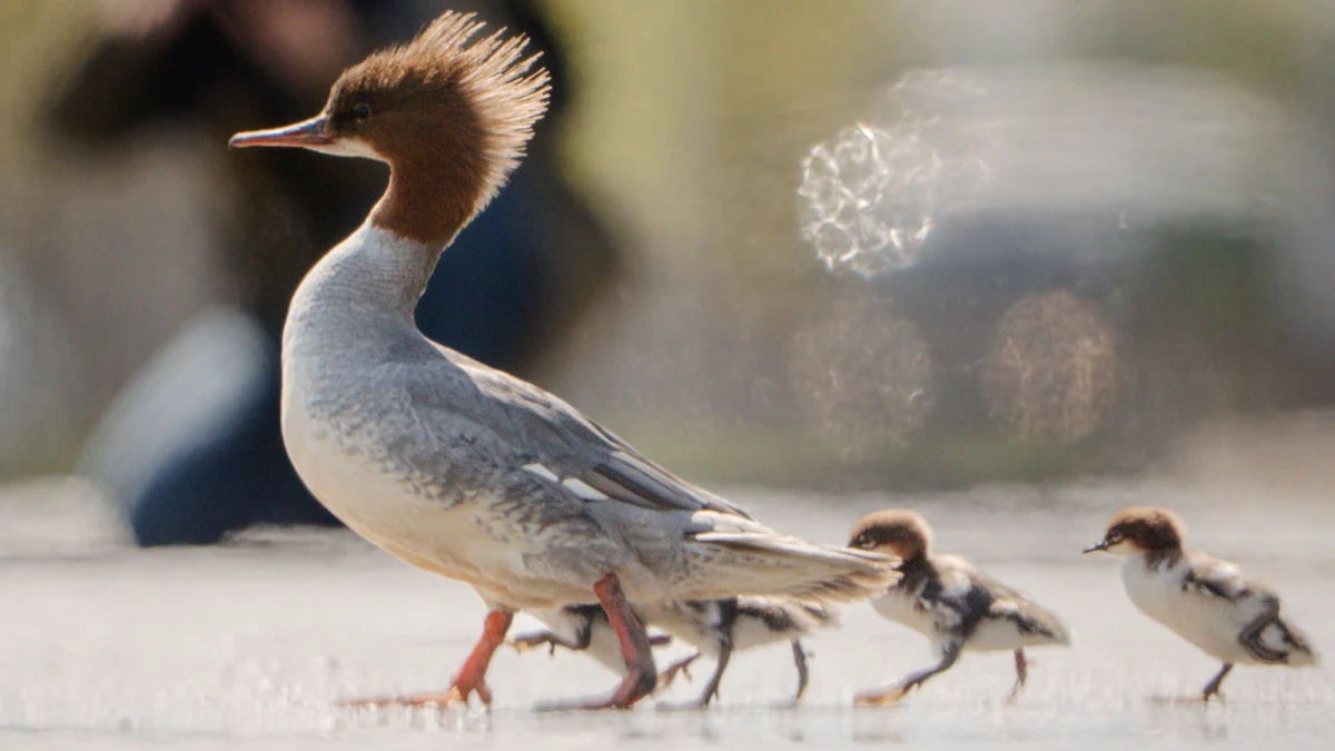 Pierwsza samica nurogęsi z kilkoma pisklakami przeszła przez ulicę Czerniakowską w Warszawie nad Wisłę. Do spaceru ptaków doszło w symbolicznym momencie - w przypadający w środę Dzień Ziemi. Film z przejścia nurogęsi opublikował stołeczny Zarząd Zieleni.