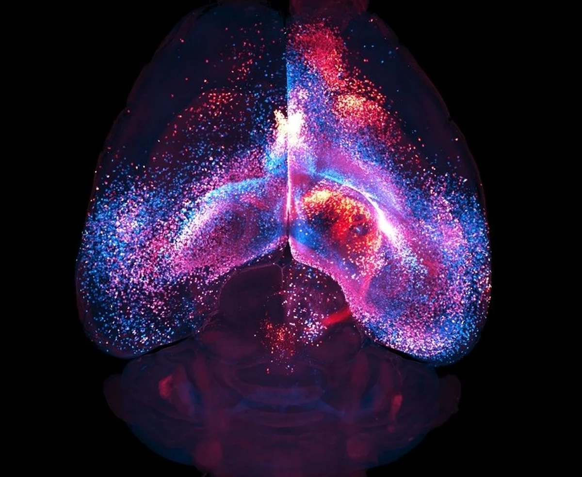 Naukowcy odkryli nową, nieznaną wcześniej sieć połączeń w mózgu. Najnowsze badania przeprowadzone na myszach pokazały, że astrocyty, zwane też komórkami glejowymi, dotychczas uznawane za elementy drugoplanowe w funkcjonowaniu mózgu, tworzą własną, rozległą sieć połączeń. Odkrycie to wskazuje na złożoność komunikacji między różnymi obszarami mózgu i może mieć kluczowe znaczenie dla zrozumienia mechanizmów działania układu nerwowego, a także rozwoju i leczenia chorób neurodegeneracyjnych. Pracę na ten temat opublikowano w najnowszym numerze czasopisma "Nature". 