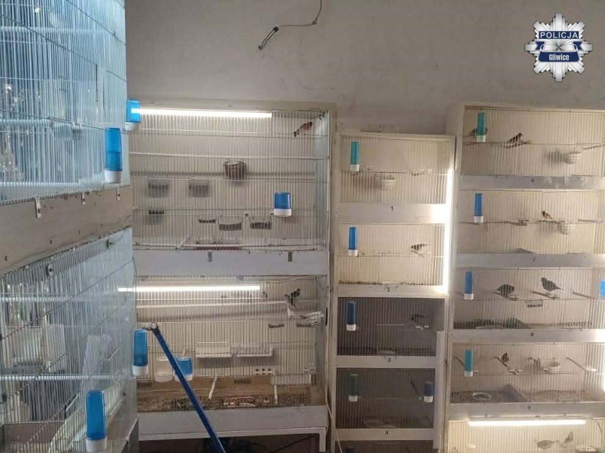 Egzotyczne ptaki i żywołapki w mieszkaniu. Policja zlikwidowała nielegalną hodowlę
