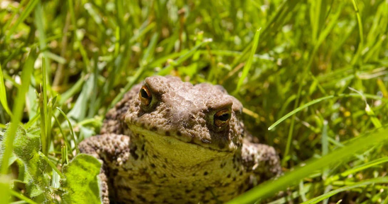 Żaby i ropuchy w ogrodzie. To znak, którego nie wolno ignorować
