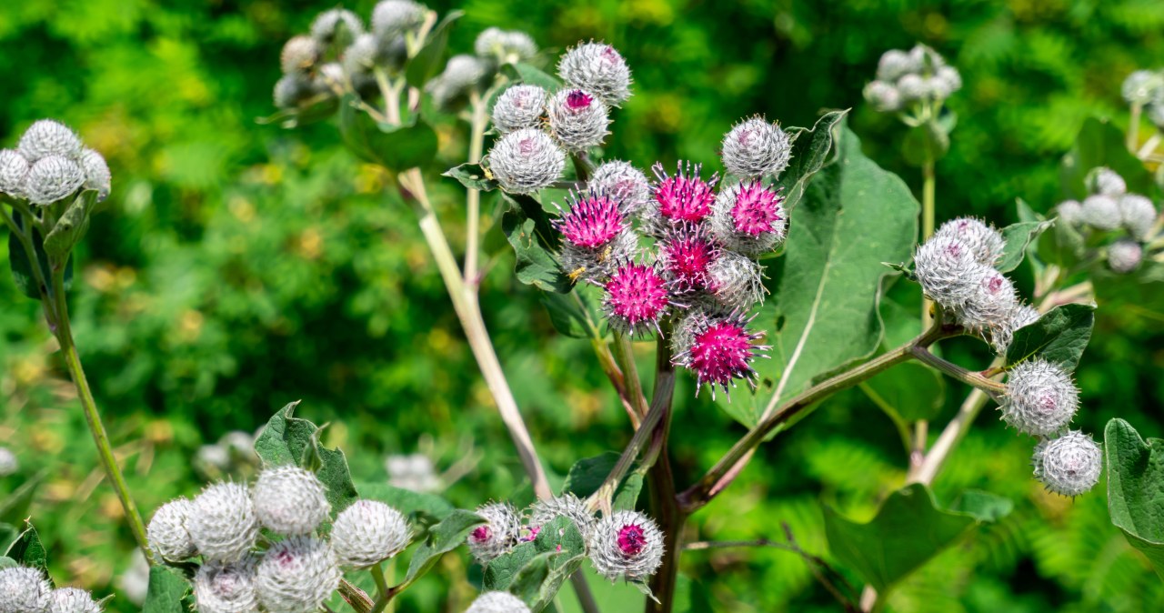 Ten jadalny chwast wzmacnia włosy i skórę. Możesz go wysiać już teraz