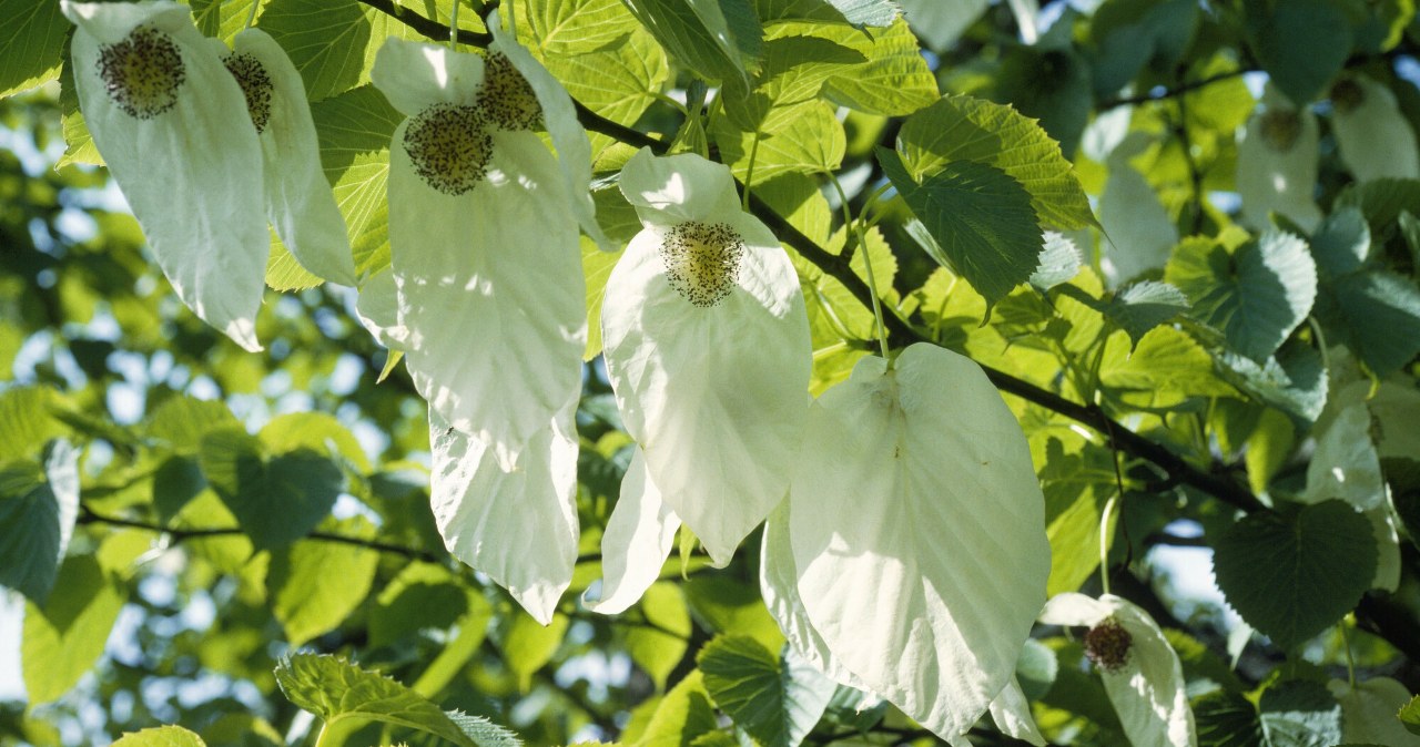 Posadź drzewo chusteczkowe w ogrodzie. Będziesz płakać z zachwytu