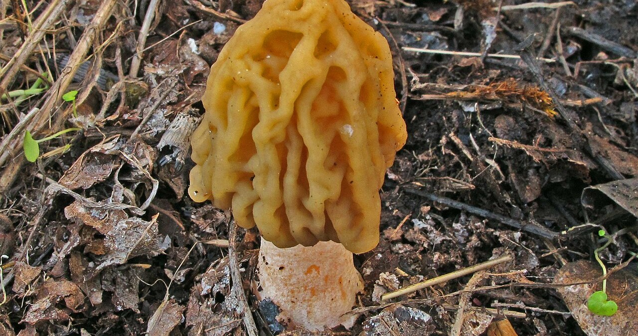 Widzisz takie grzyby w lesie? Nie zbieraj, bo słono za nie zapłacisz