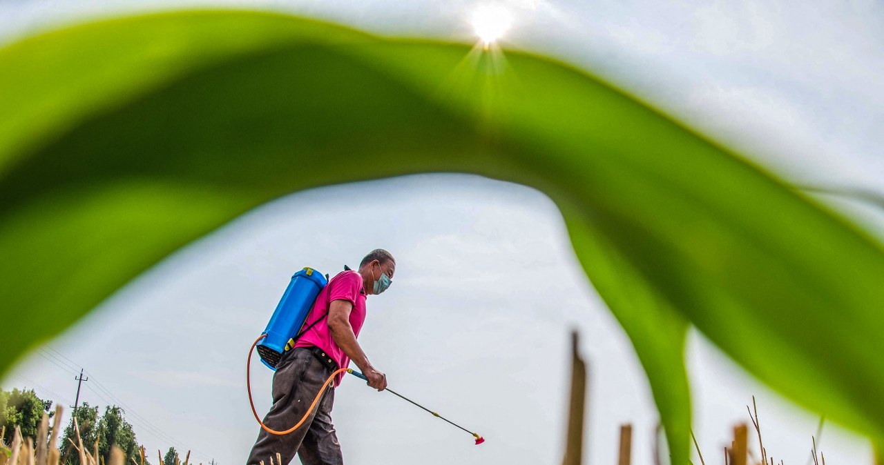 "Toksyczny bumerang". Z Europy płyną w świat zakazane pestycydy