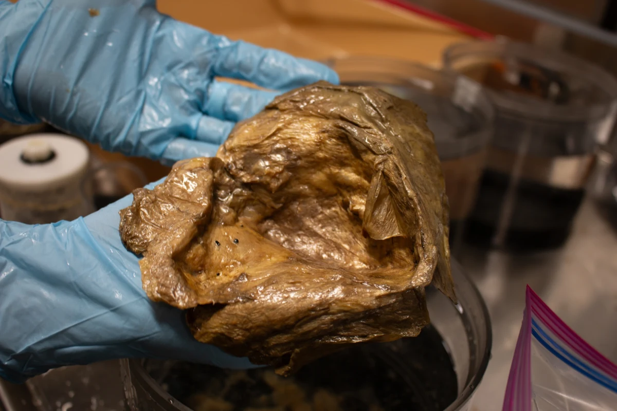 Po ponad dwóch latach intensywnych badań naukowcy z amerykańskiej agencji NOAA rozwiązali zagadkę tajemniczej "złotej kuli", którą w 2023 roku odnaleziono na dnie Zatoki Alaska. Odkrycie, które wzbudziło sensację i liczne spekulacje, okazało się być pozostałością po niezwykłym głębinowym organizmie - olbrzymim ukwiale Relicanthus daphneae.