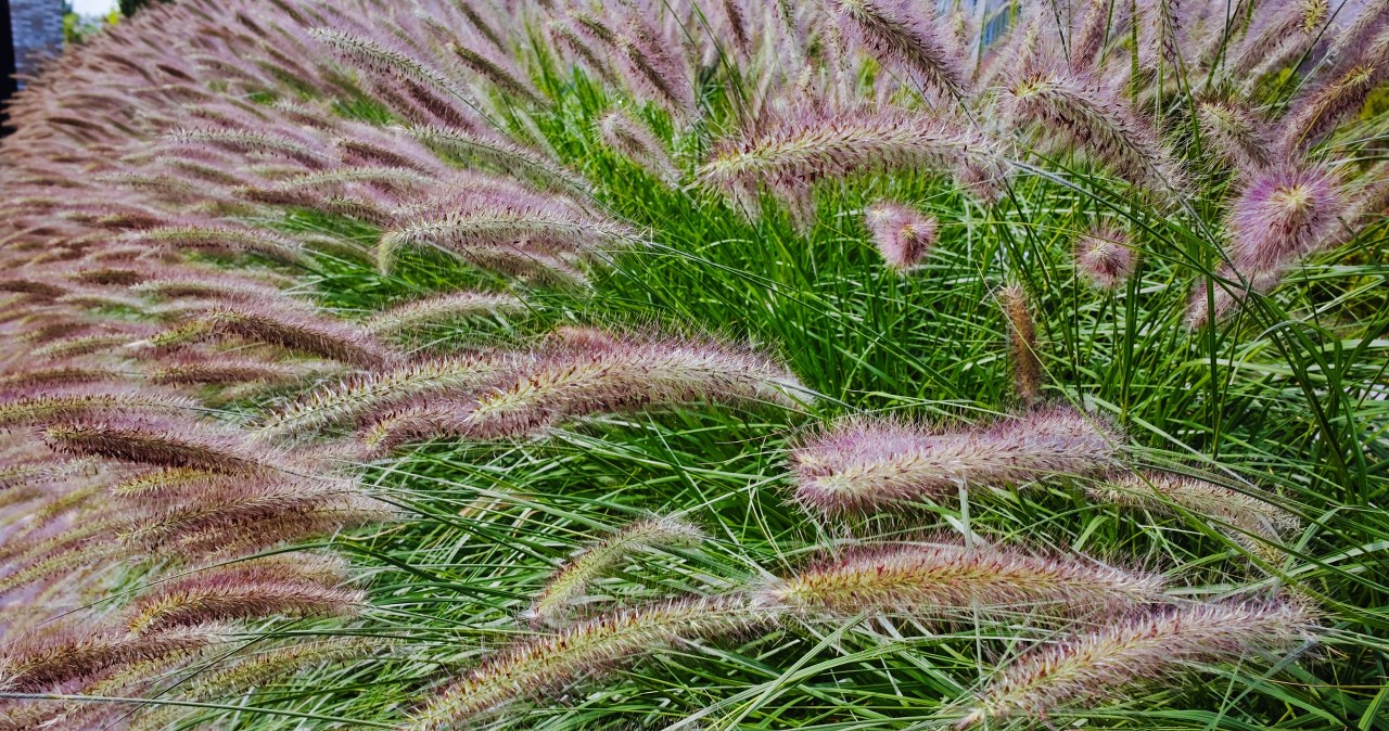 Hit ogrodów. Efektowna roślina ożywia rabaty i dodaje elegancji