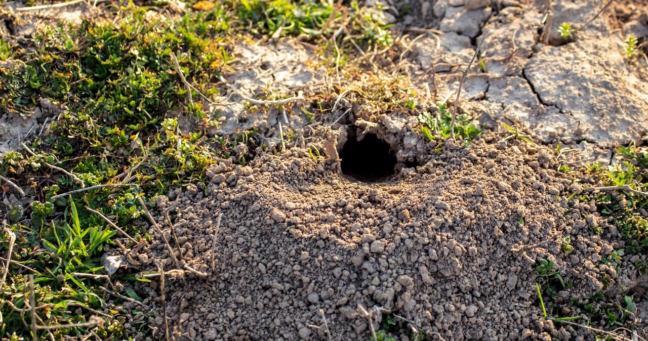 Tak przepędzisz turkucia z ogrodu. Ta mieszanka jest niezawodna