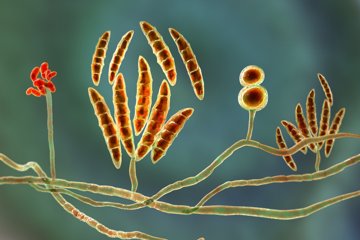 To nie tylko pył i sól. Naukowcy odkryli "niewidzialnych architektów" deszczu