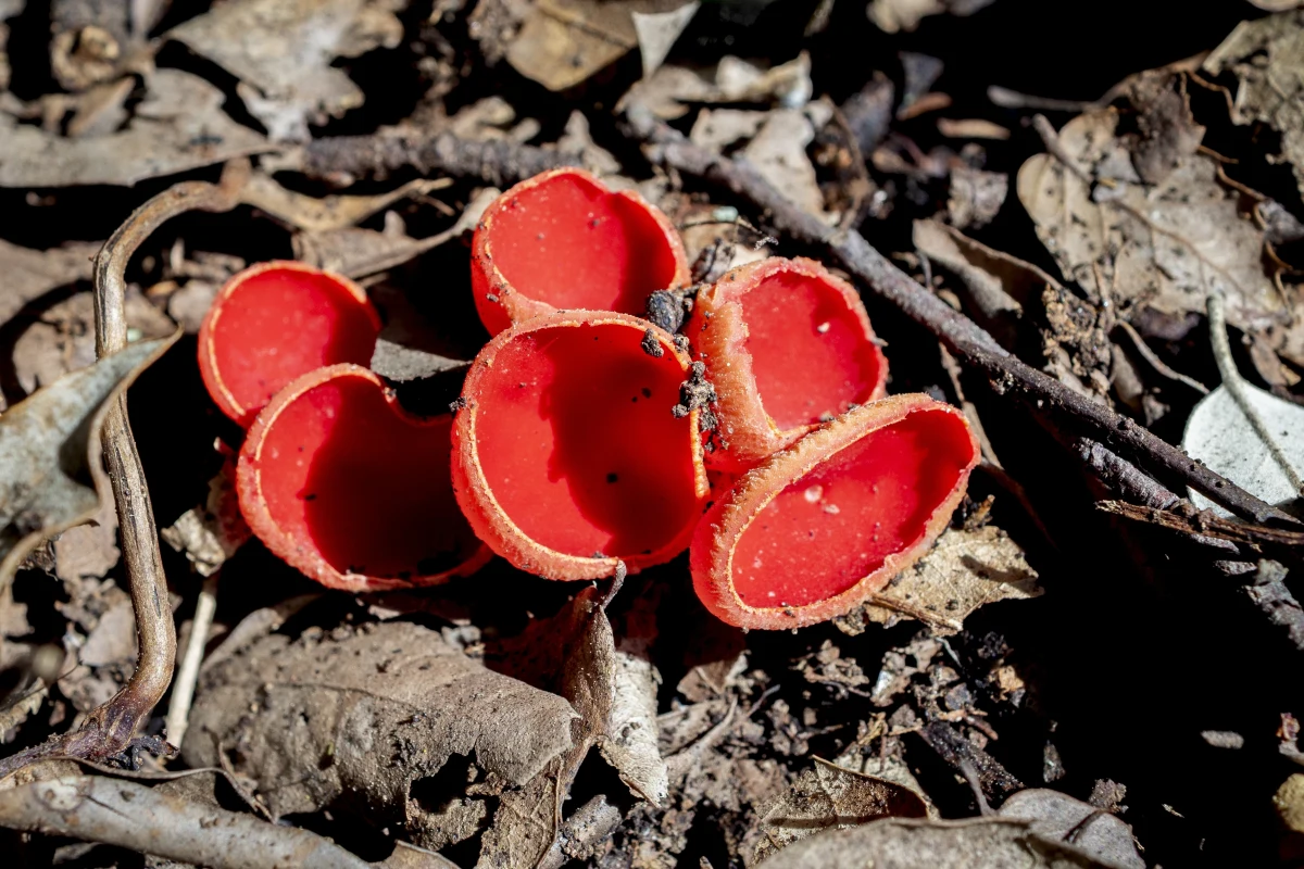 Choć grzybobranie najczęściej kojarzy się z późnym latem i jesienią, już wiosną polskie lasy potrafią zaskoczyć miłośników natury i kuchni. Wraz z pierwszymi ciepłymi dniami pojawiają się gatunki grzybów, które nie tylko cieszą oko, ale także mogą wzbogacić domowe menu. Warto wiedzieć, które z nich są bezpieczne do spożycia.