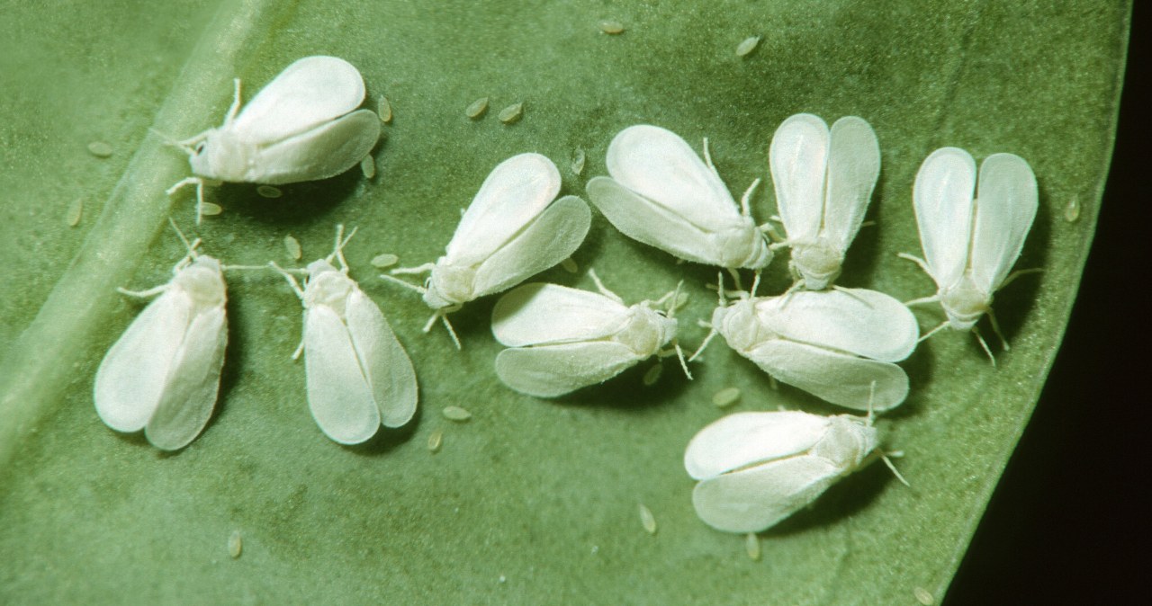 Białe muszki żerują na ogórkach i pomidorach? Tak się ich pozbędziesz