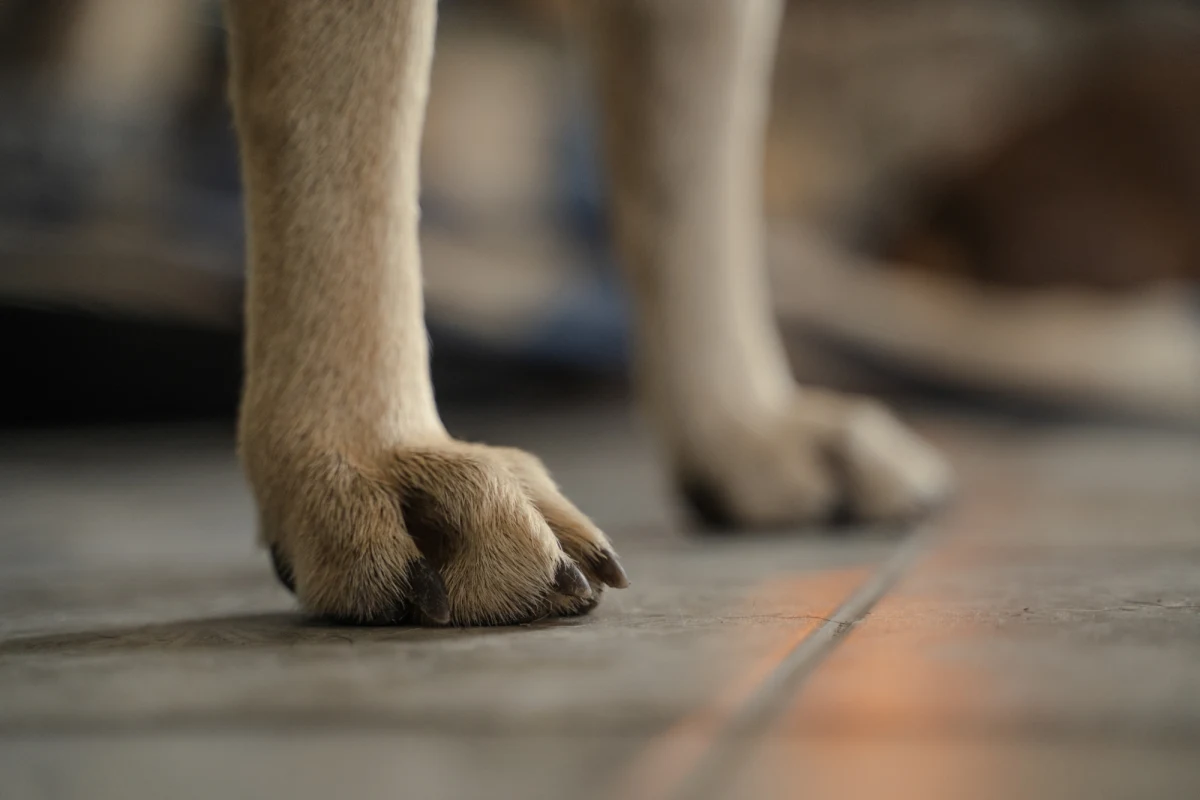 ​W Szczecinie porzucony przez właścicielkę pies samotnie przebywał w mieszkaniu przez rok - przekazało Towarzystwo Opieki nad Zwierzętami Oddział w Szczecinie. Zwierzęciem opiekowały się różne osoby, które wyprowadzały czworonoga i karmiły go. Jednej z nich właścicielka na karmę wysyłała... 10 zł miesięcznie. Jak się okazało, kobieta wyjechała na Islandię.