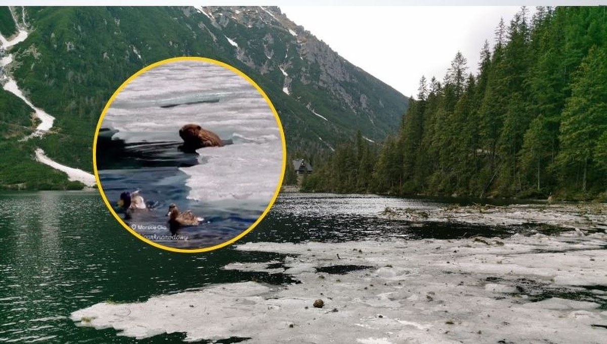 Przyrodnicza sensacja w Tatrach. Oto kto odpoczywał nad Morskim Okiem