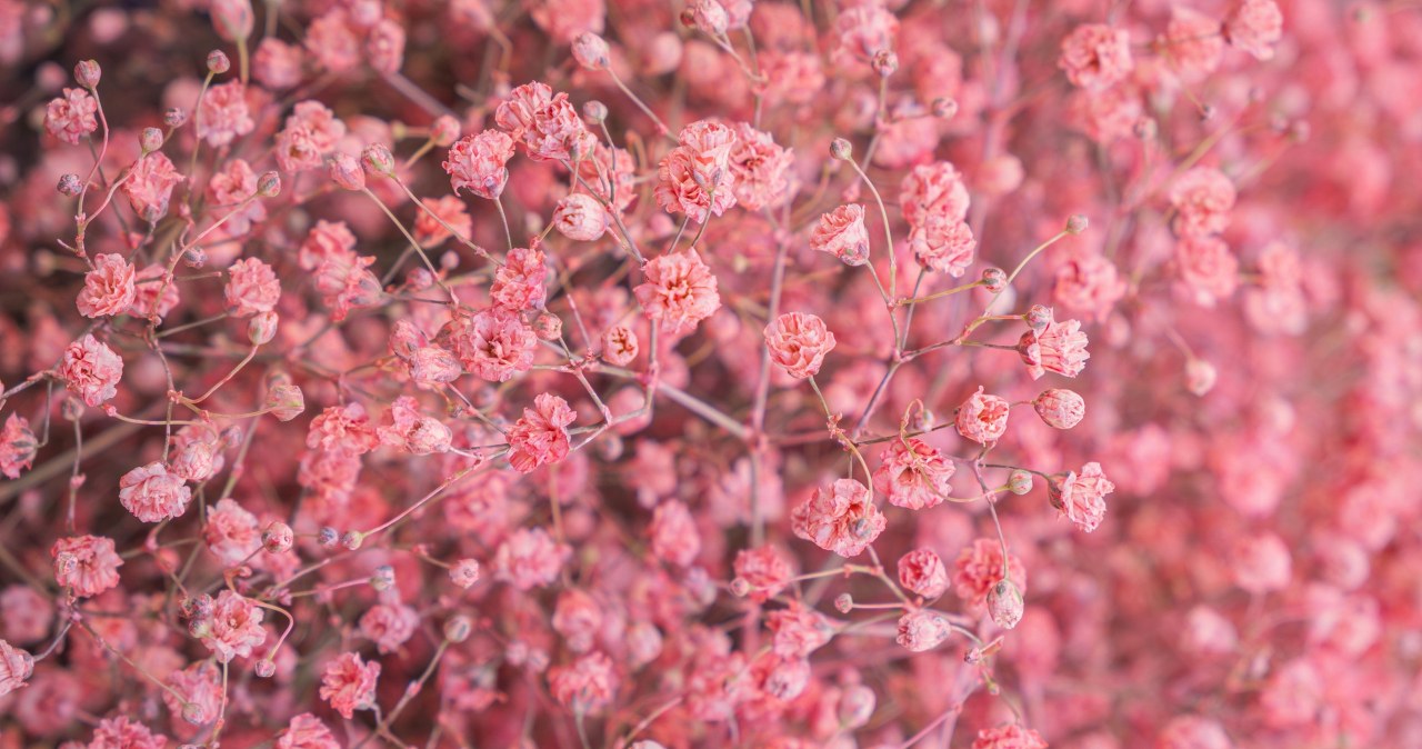 Gipsówka będzie stała w wazonie kilka miesięcy. Wystarczy, iż zrobisz to