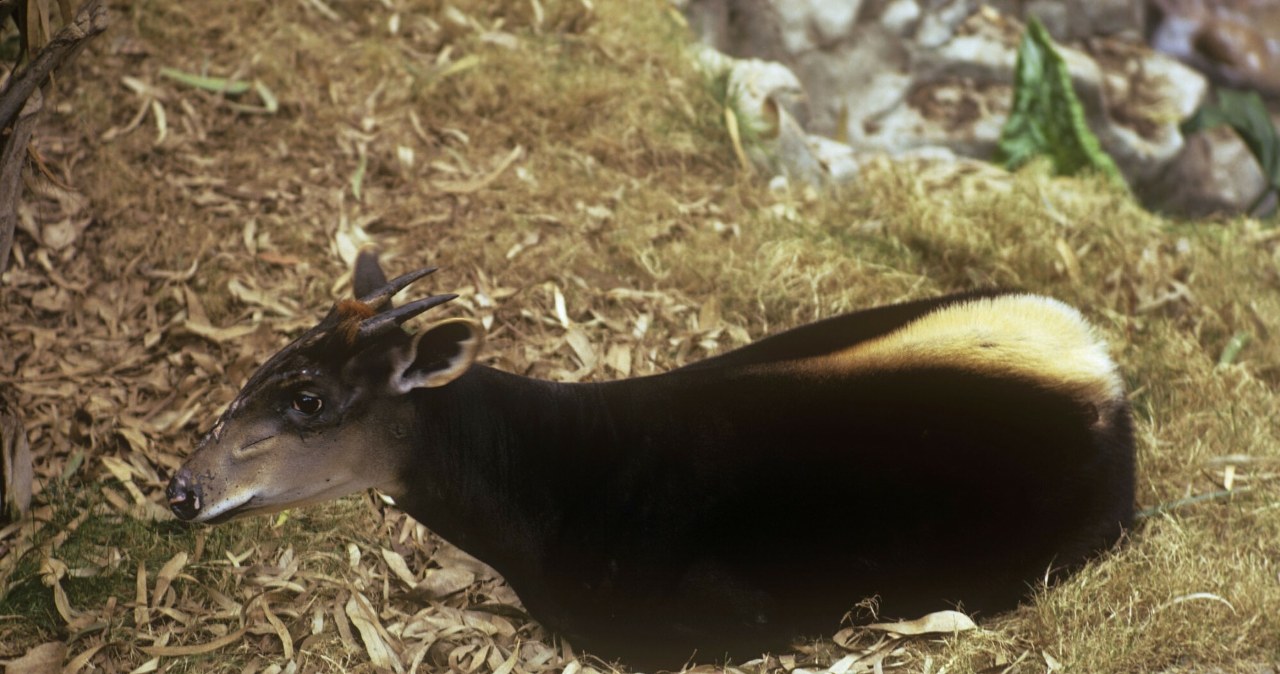 To na tę antylopę polował milioner, którego zdeptały słonie. To rzadkość