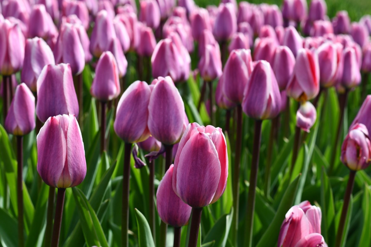 Ogród Botaniczny w Łodzi tonie w tulipanach. Zobacz to podczas majówki