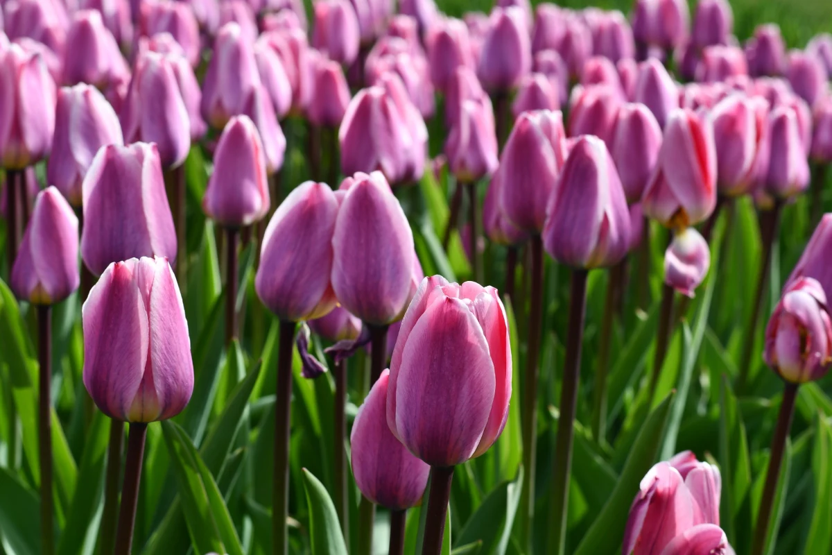W Ogrodzie Botanicznym w Łodzi rozpoczęło się długo wyczekiwane kwitnienie tulipanów. Na zwiedzających czeka imponująca kolekcja ponad 50 tysięcy kwiatów w 30 odmianach, które można podziwiać na specjalnie przygotowanej rabacie w centralnej części ogrodu. Wystawa dostępna będzie również podczas majówki.
