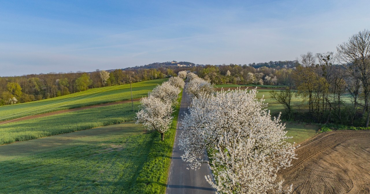 Hit na weekend na Śląsku. Biały tunel kwiatów kwitnie tylko przez chwilę