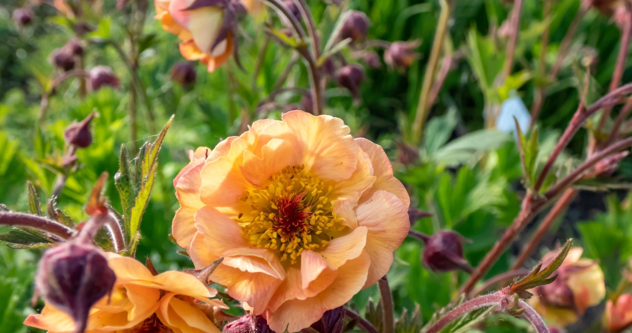 Kwitną miesiącami, nie chorują i tłumią chwasty. Ogrodnicy je uwielbiają