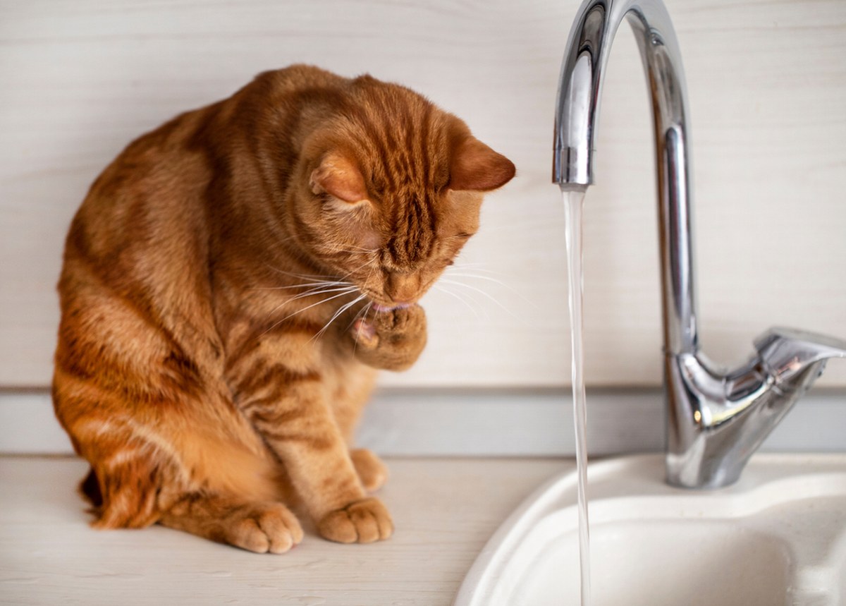 Z sufitu zaczęła kapać woda. Winowajca miał cztery łapy