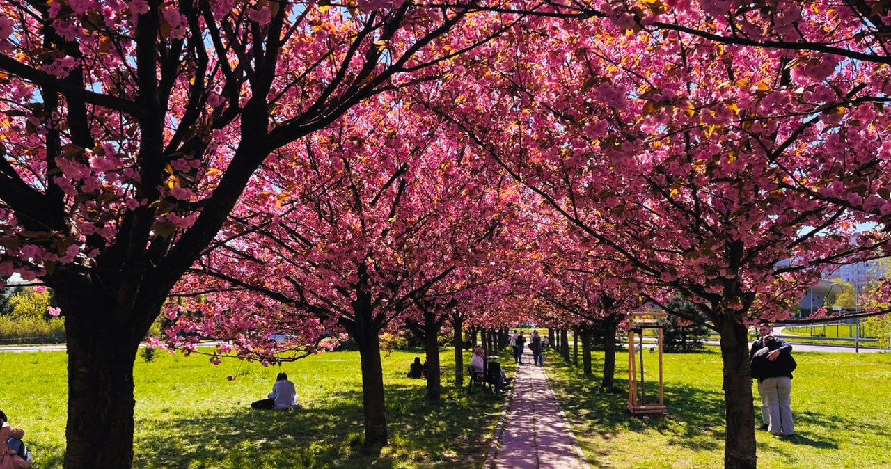 Jak tunel do magicznego świata. W Krakowie zakwitła Wiśniowa Aleja