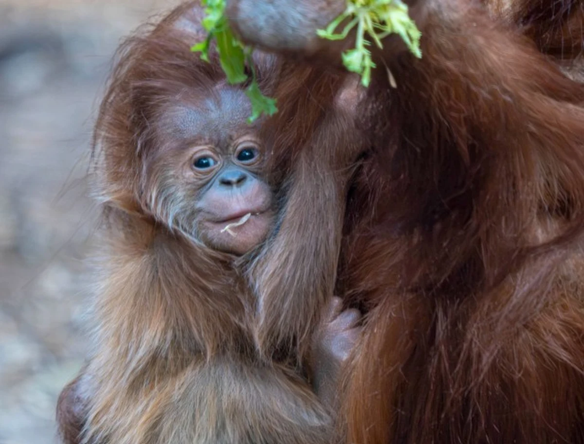 W Orientarium ZOO Łódź doszło do niezwykłego wydarzenia – urodził się pierwszy w Polsce orangutan sumatrzański. To nie tylko powód do dumy dla łódzkiego ogrodu zoologicznego, ale także ważny krok w ochronie jednego z najbardziej zagrożonych gatunków małp człekokształtnych na świecie.