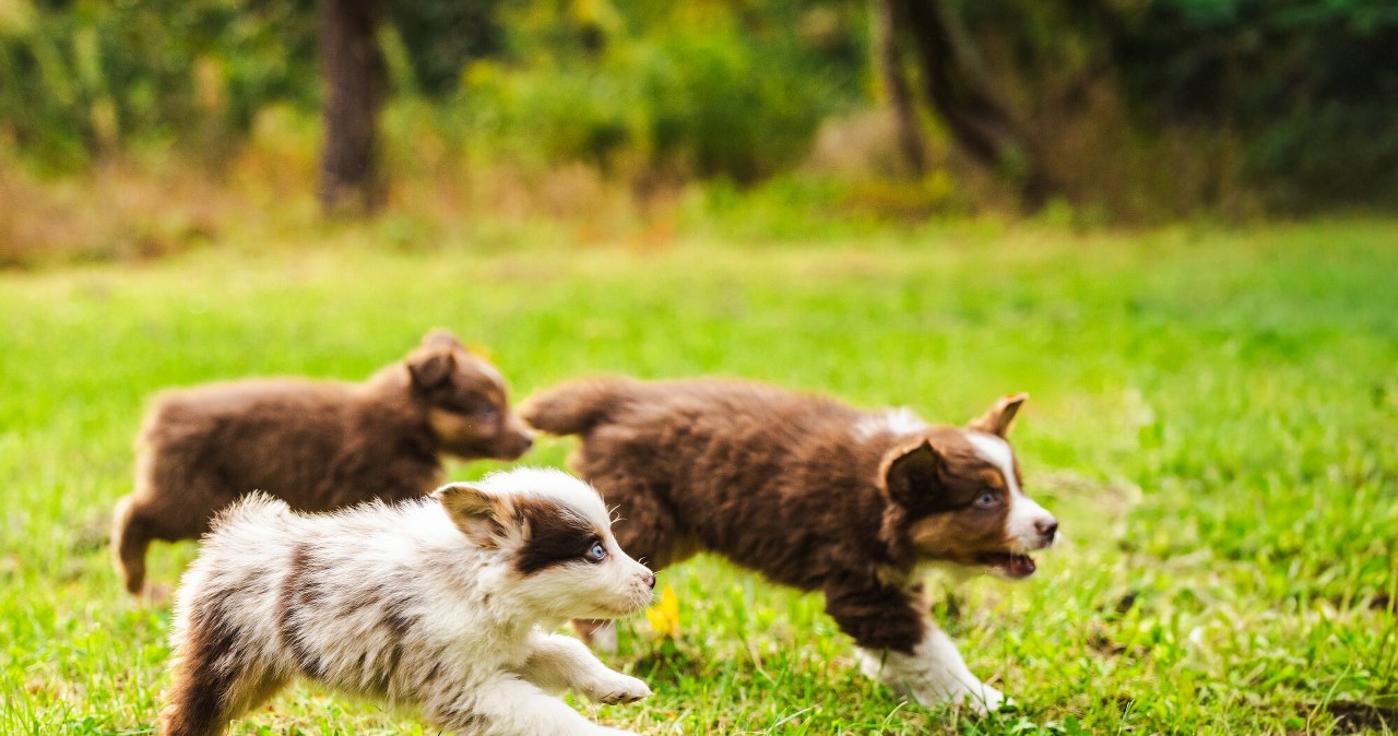 Słowacy kupują na potęgę psy bez rodowodu. Rząd chce tego zakazać