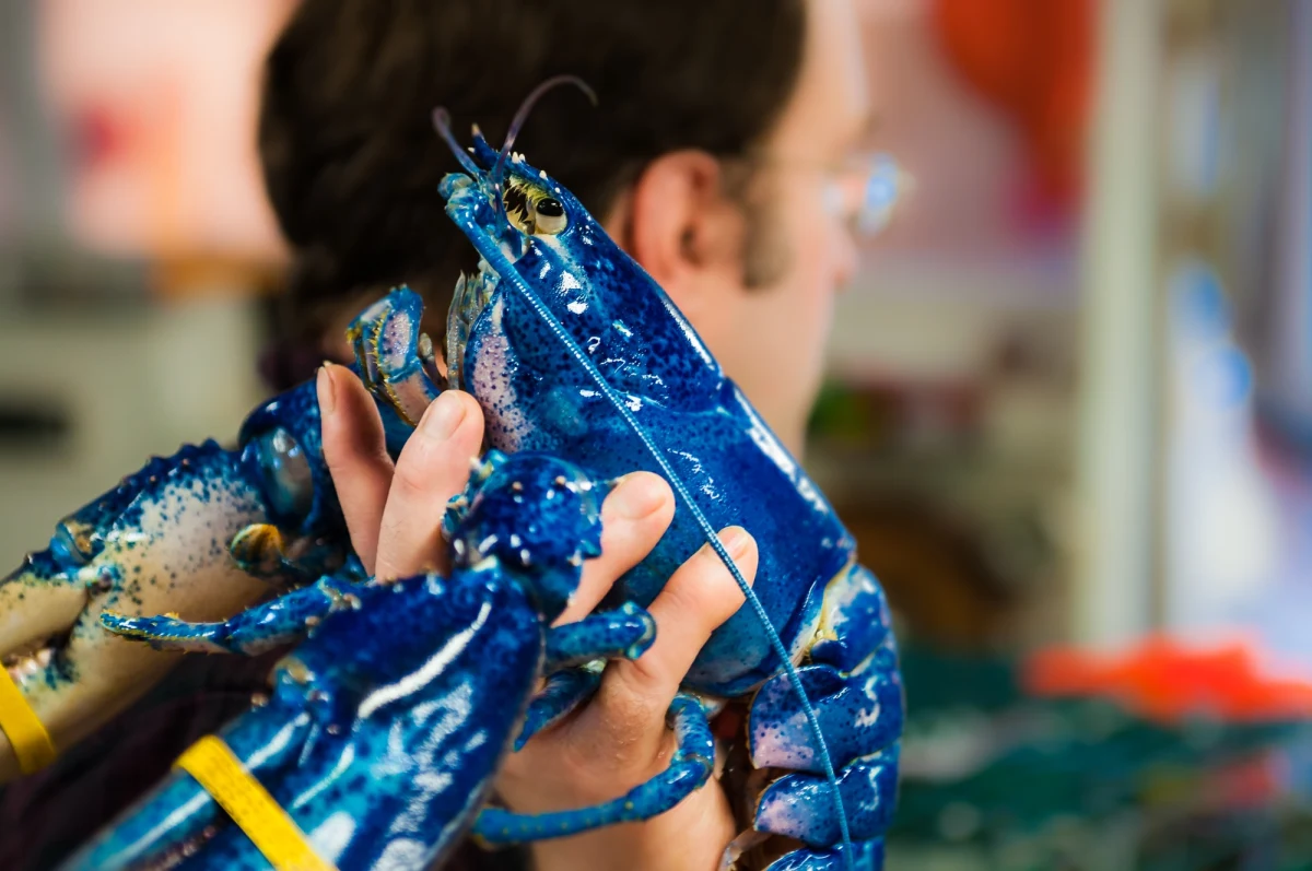 Nawet trzy lata więzienia i 150 tys. euro grzywny grozi dwóm Amerykankom, które wykupiły wszystkie homary z restauracji we włoskich Pompejach, a następnie uwolniły je na plaży. Kobiety mogą mieć poważne kłopoty z prawem za wypuszczenie do morza gatunków obcych w tym środowisku.