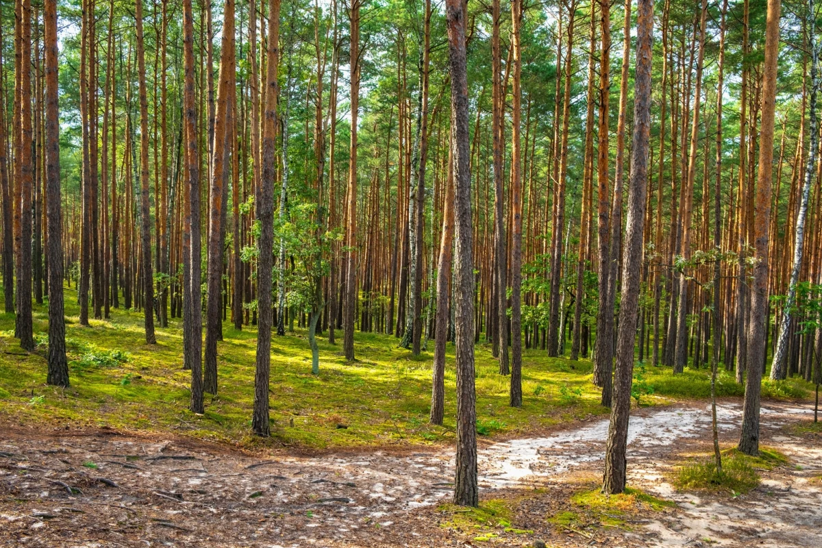Puszcza Kampinoska to wyjątkowy kompleks leśny położony na północny zachód od Warszawy. Zajmuje znaczną część pradolin Wisły na Nizinie Mazowieckiej i stanowi jeden z najważniejszych obszarów przyrodniczych centralnej Polski. Bogata historia, unikalny krajobraz oraz różnorodność flory i fauny przyciągają tu zarówno miłośników natury, jak i pasjonatów historii.