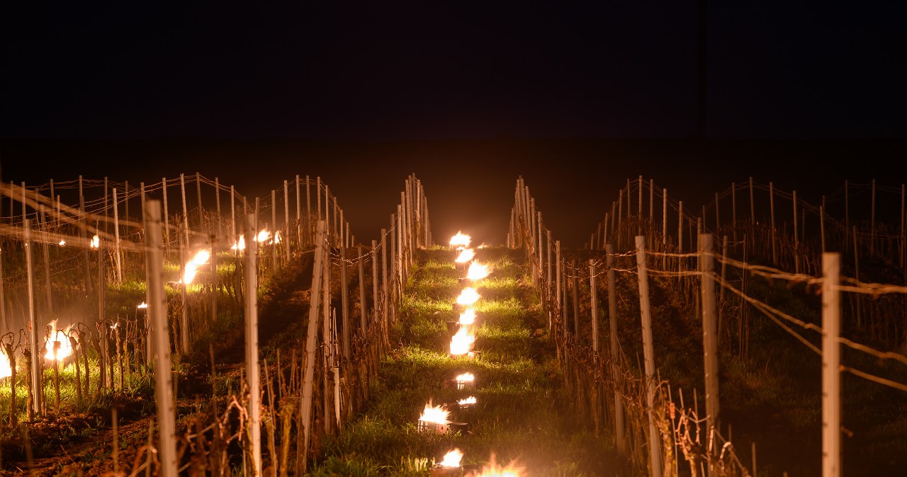 Mrozy uderzyły w winiarzy, sytuacja jest poważna. "Trzeba się nauczyć bronić"