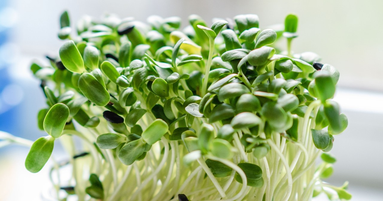 Salmonella u 50 osób w kilku krajach. Trop wiedzie do jednego produktu