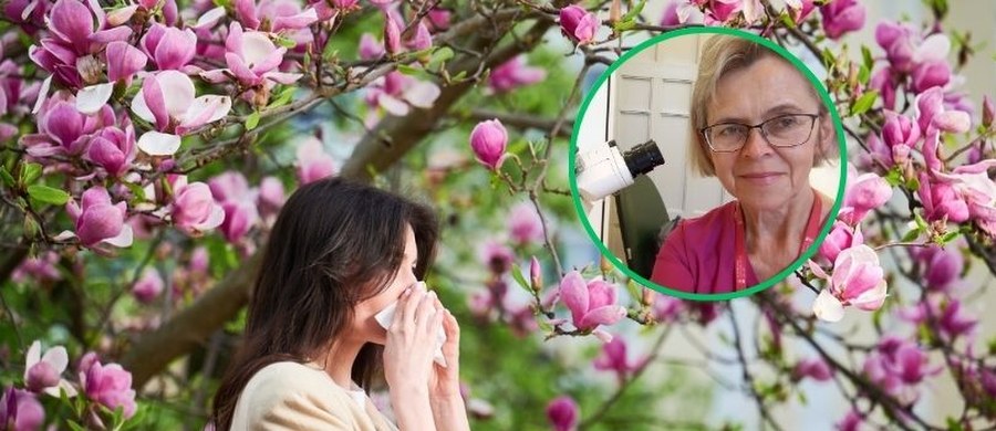 Wiosna rozkwita w maju. Przyroda budzi się do życia. Niestety, alergikom ten miesiąc może mocno dać w kość. W powietrzu unoszą się alergeny silnie uczulających drzew. W tym okresie szczególną rolę odgrywa pyłek brzozy — jeden z najsilniejszych i najczęstszych alergenów w naszej strefie klimatycznej.