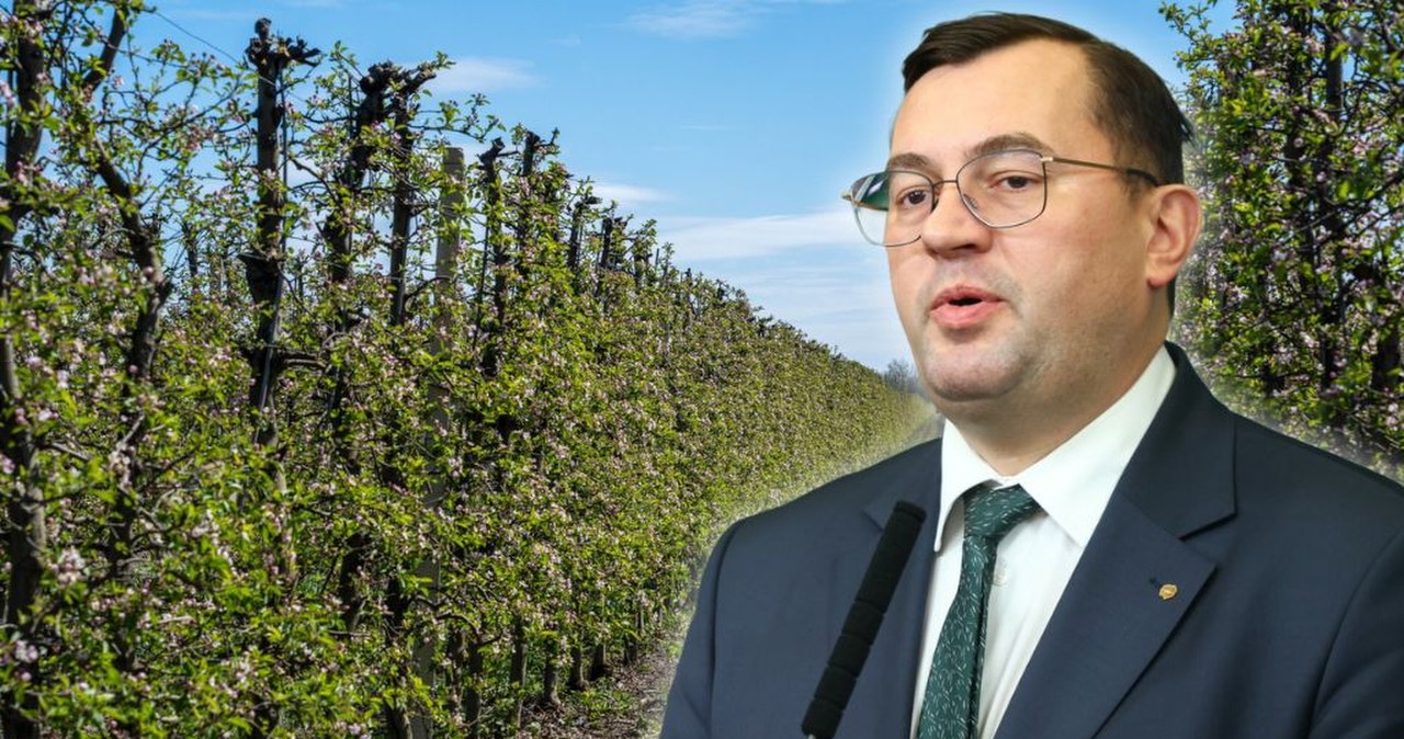 Tragiczna sytuacja w polskich sadach. "Straty sięgają choćby 100 proc."
