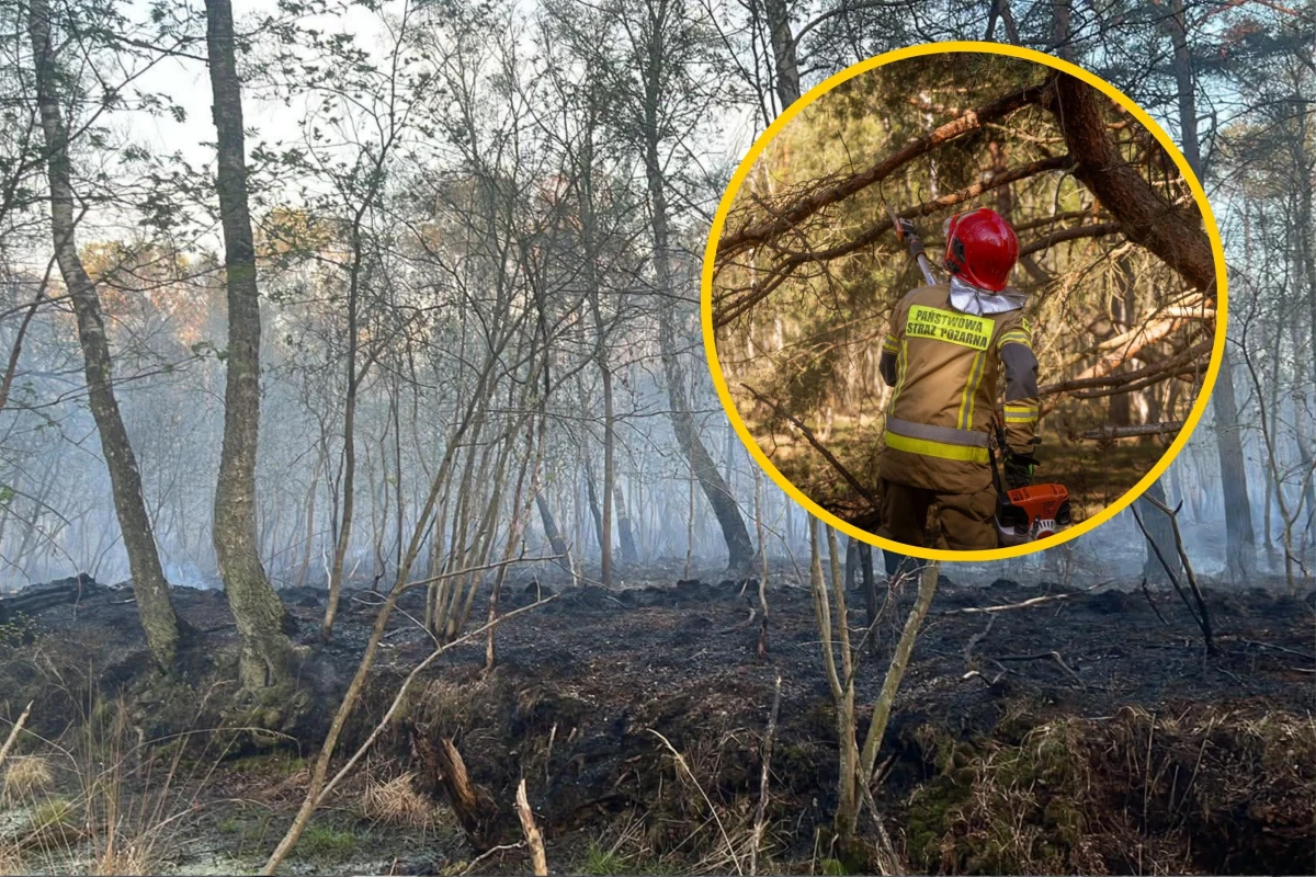 Strażacy walczą z pożarem lasu między Dźwirzynem i Grzybowem w powiecie kołobrzeskim (woj. zachodniopomorskie). Ogień objął ok. 20 hektarów. Informację o tym zdarzeniu dostaliśmy na Gorącą Linię RMF FM. 