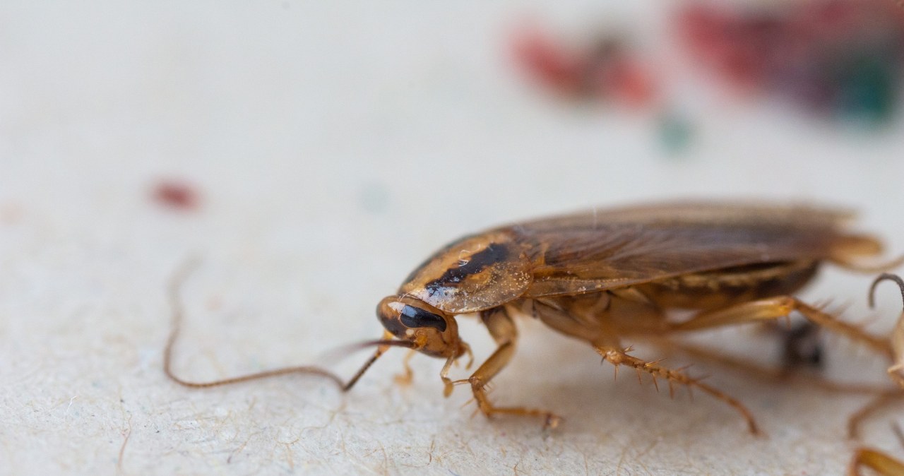Domowe spreje i roztwory na pluskwy, karaluchy i rybiki. Kosztują grosze