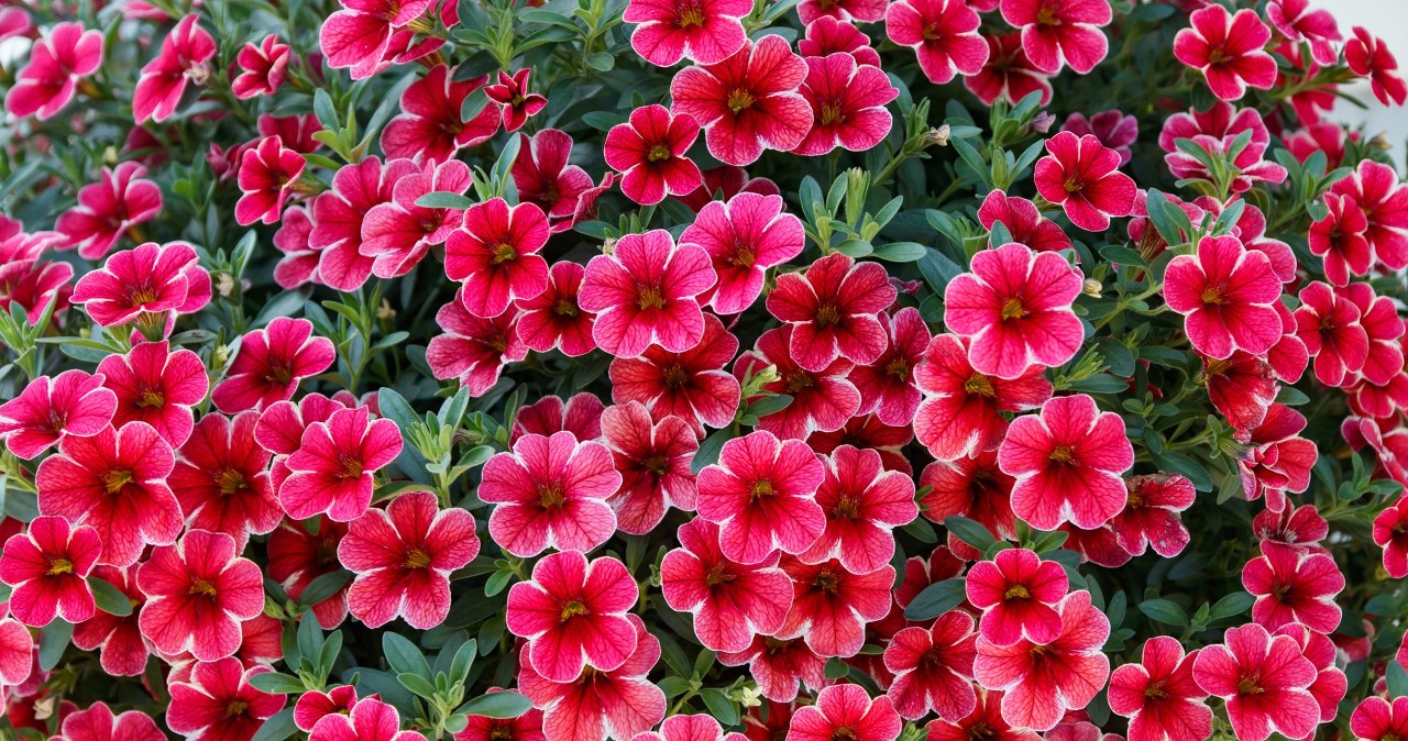 Wygląda jak mini petunia, ale kwitnie jeszcze obficiej. Idealna na balkon