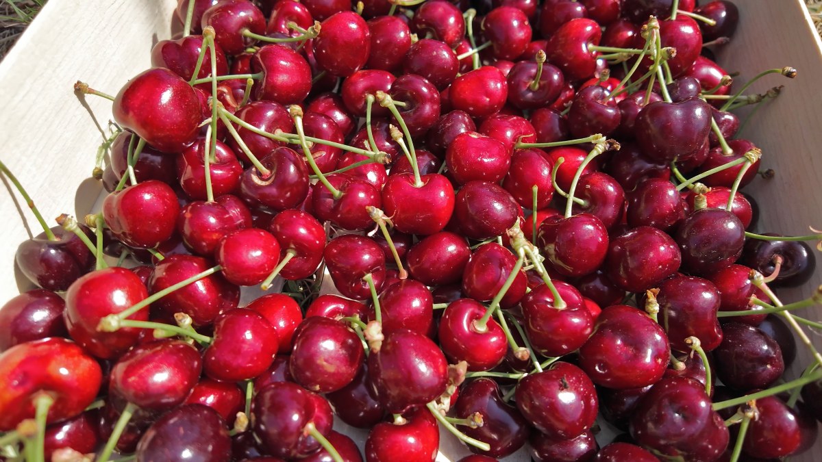 Czereśnie już w sprzedaży, ale ceny odstraszają. choćby 100 zł za kilogram