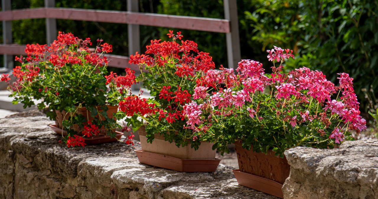 Raz w tygodniu podlewam tym pelargonie. Kwitną miesiącami jak oszalałe