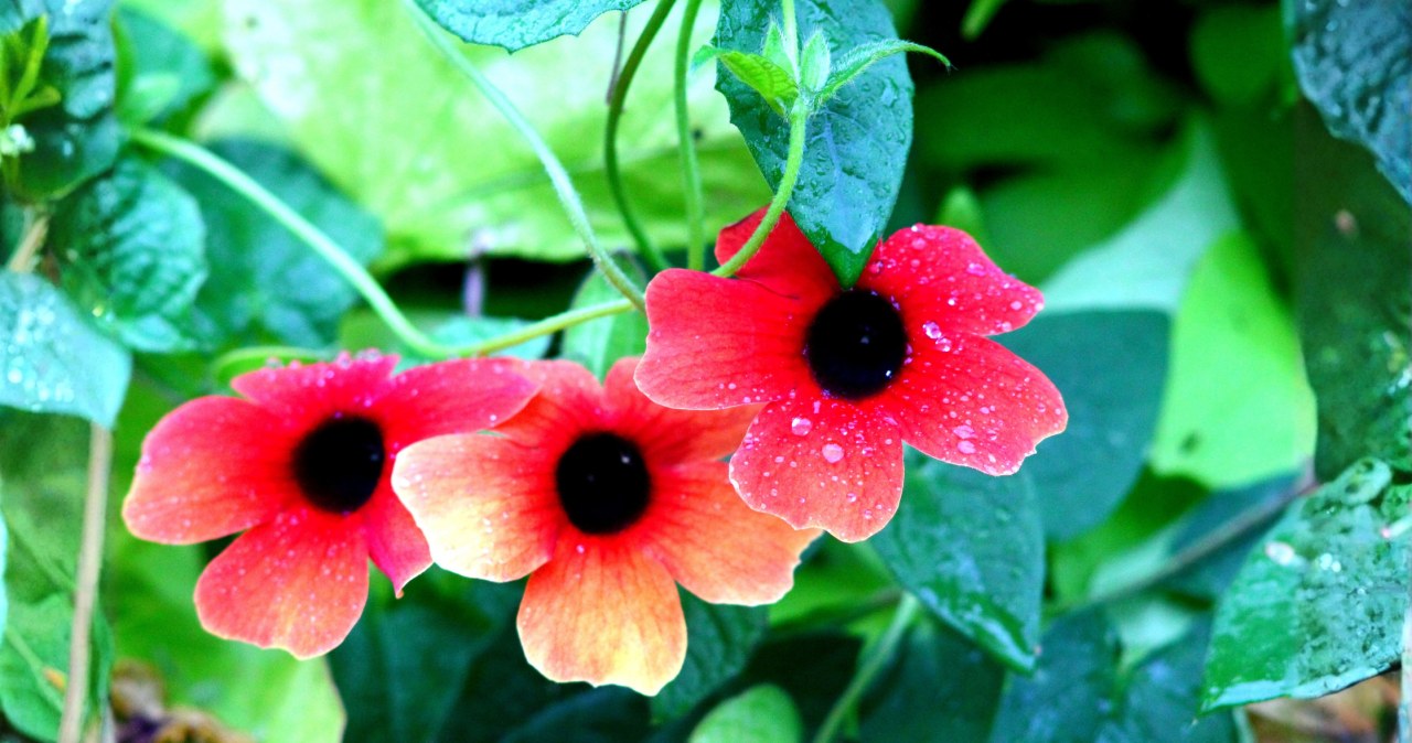 Czarnooka Zuzanna gwałtownie zasłoni balkon. Piękny kwiat rodem z tropików