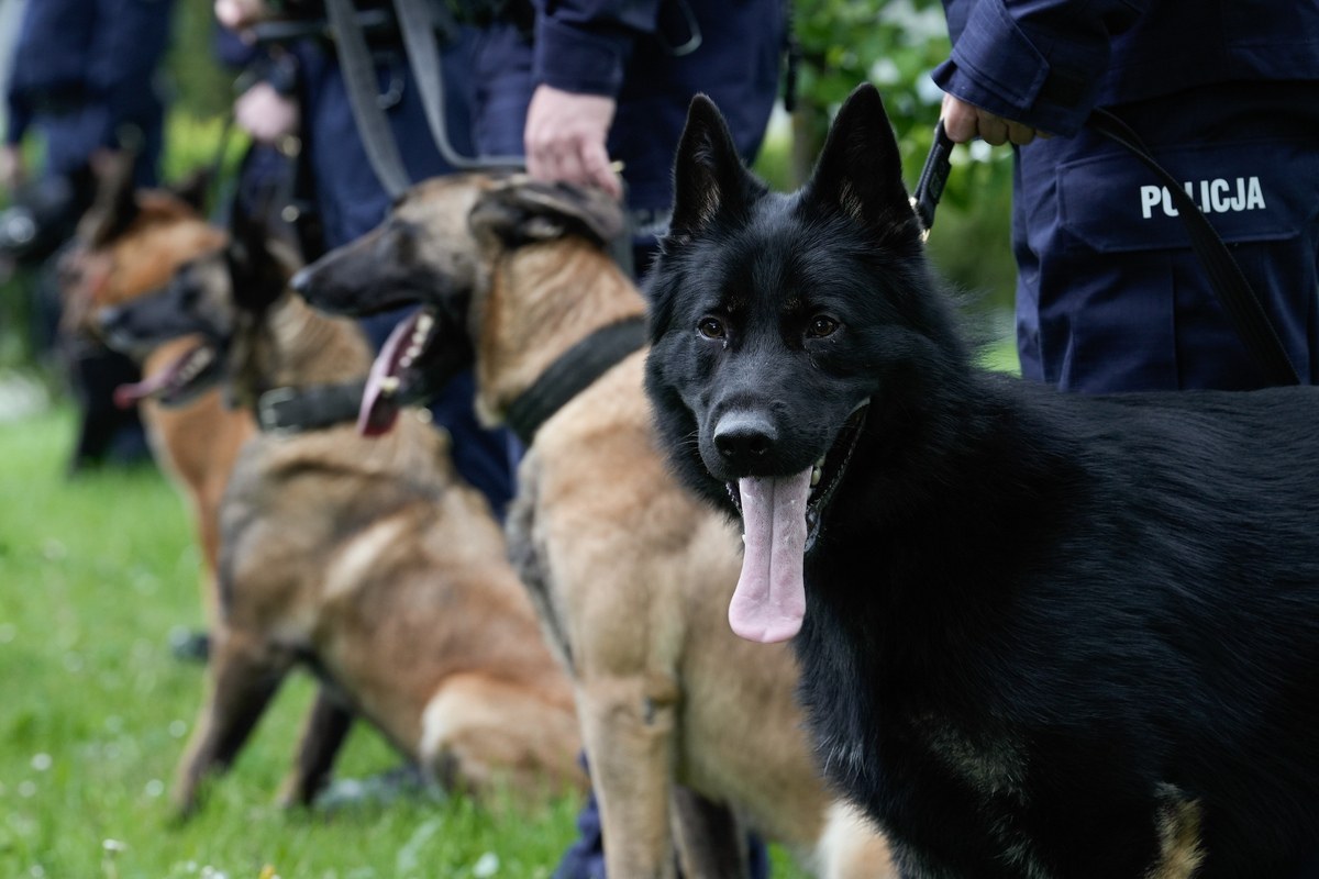 Cztery łapy na emeryturze. Policyjne psiaki przechodzą w stan spoczynku