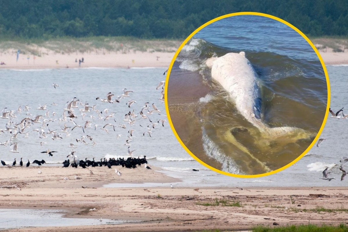 ​Martwy wieloryb na plaży w rezerwacie Mewia Łacha. Dylemat służb