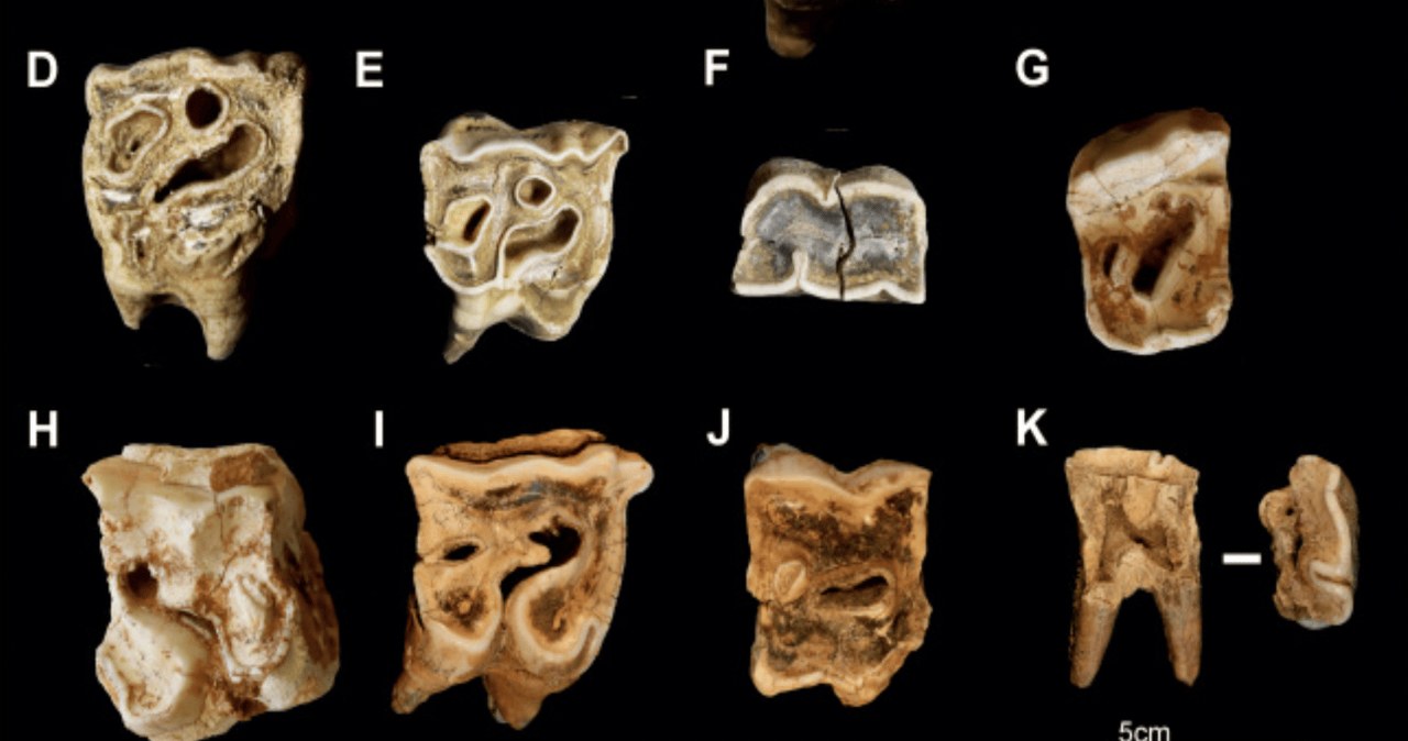 Zaskakujące odkrycie. Neandertalczycy robili narzędzia z ciał zwierząt
