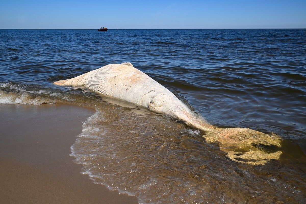 Martwy wieloryb na plaży w rezerwacie. Służby rozważają dwa scenariusze
